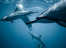 开云体育app安全下载-“手机致伤”，滑雪比赛为啥非得带手机？